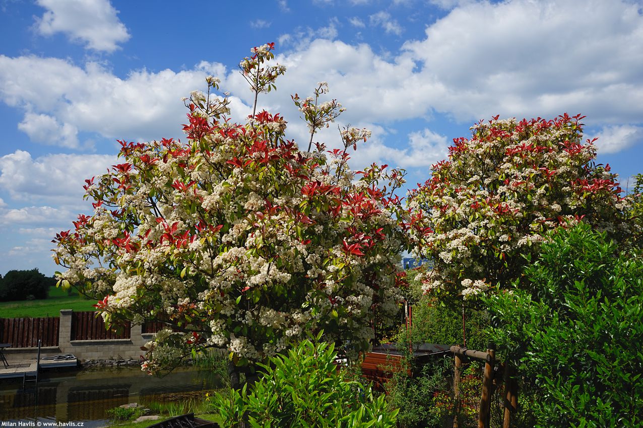 photinia x fraseri Red Robin