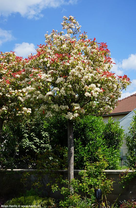 photinia x fraseri Red Robin