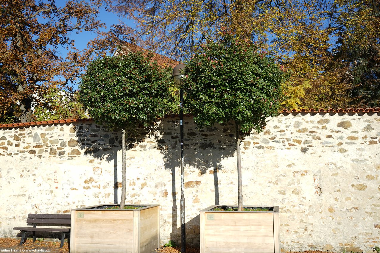 photinia x fraseri Red Robin 2024 STROM (19).jpg