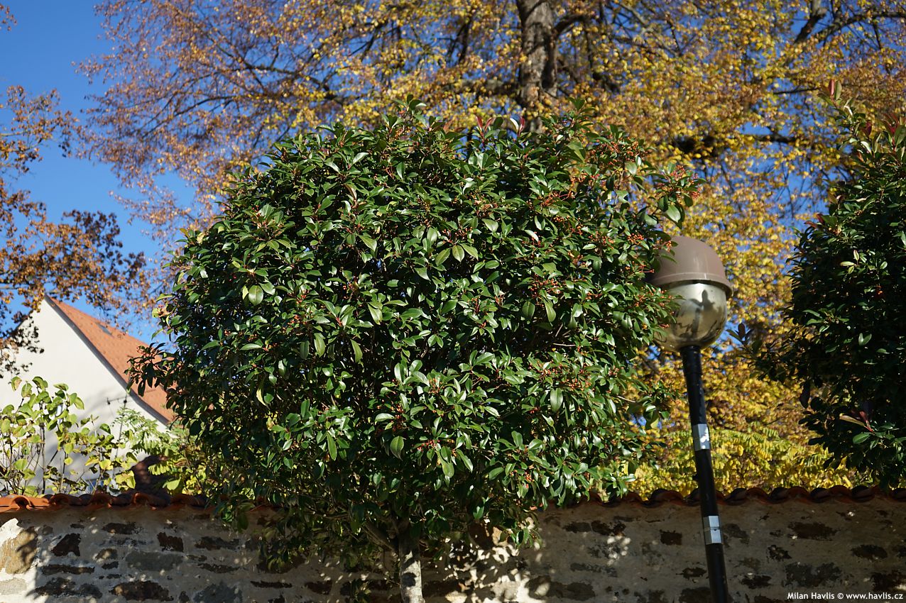 photinia x fraseri Red Robin 2024 STROM (20).jpg