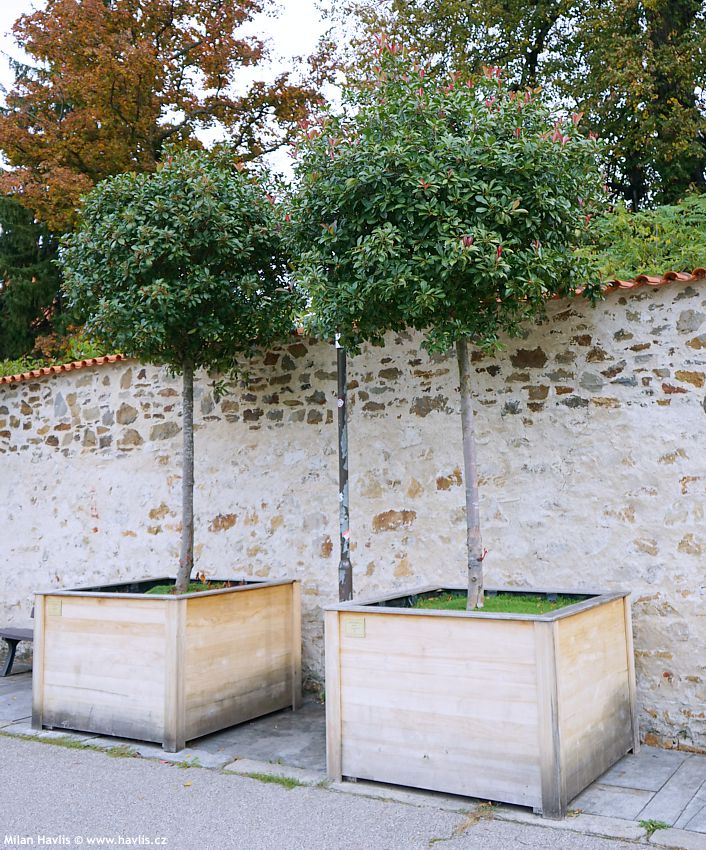 photinia x fraseri Red Robin