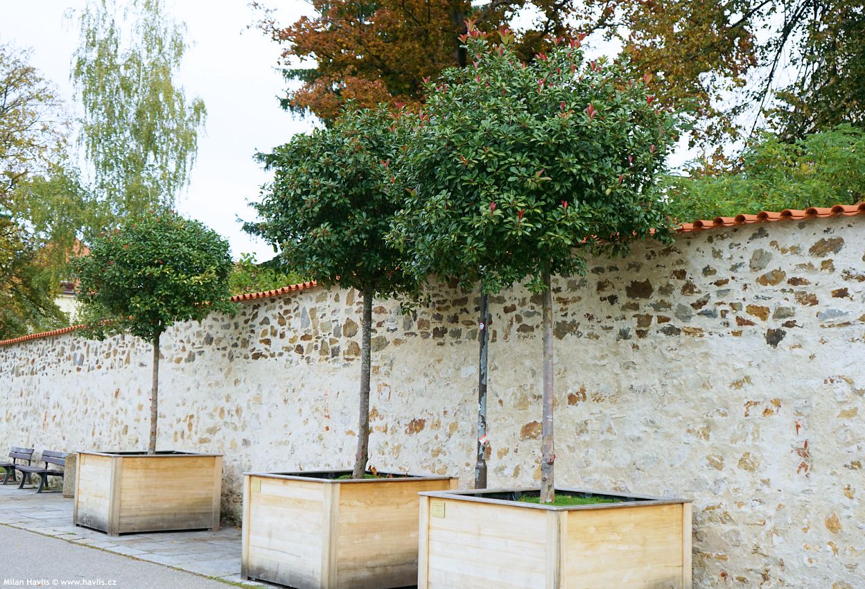 photinia x fraseri Red Robin