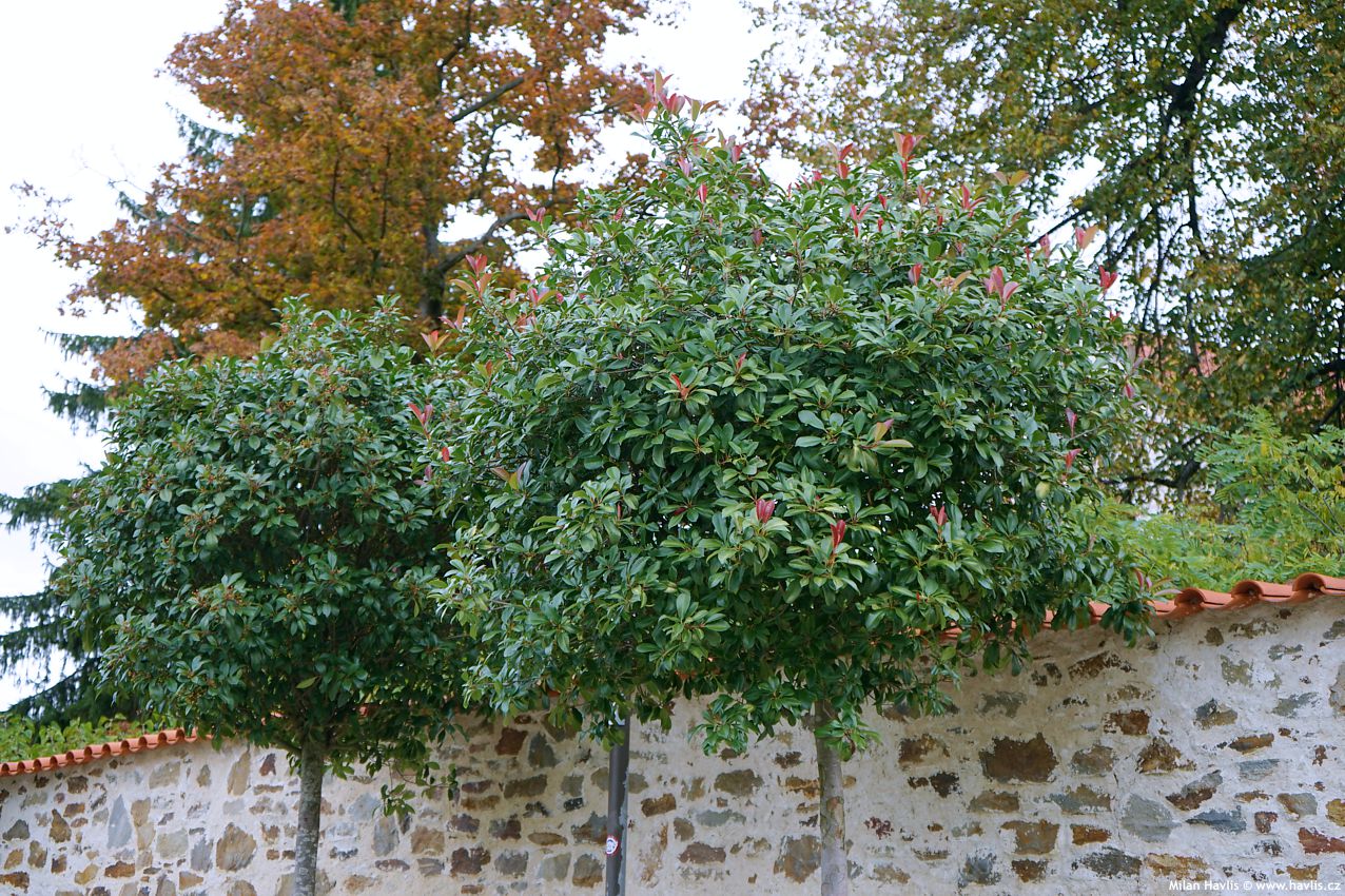 photinia x fraseri Red Robin