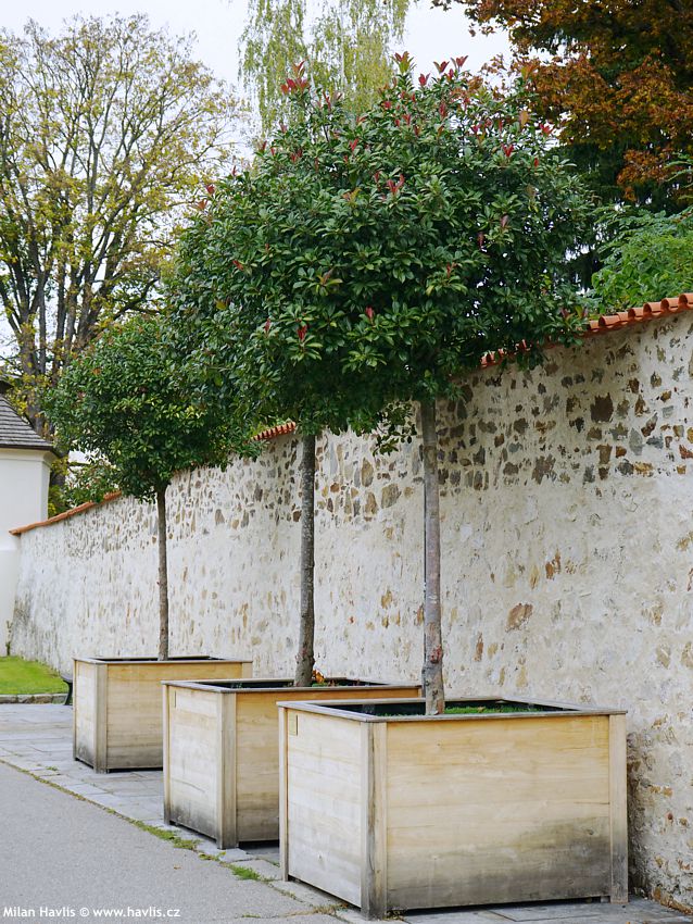 photinia x fraseri Red Robin