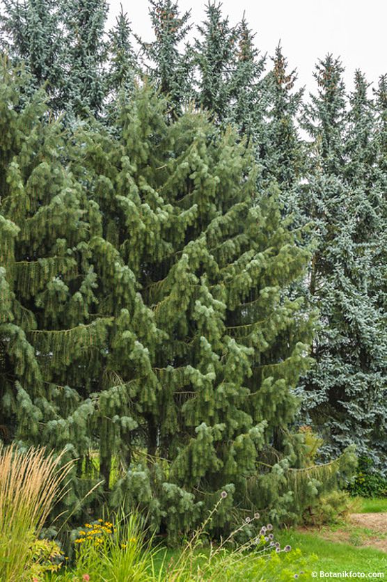 picea breweriana