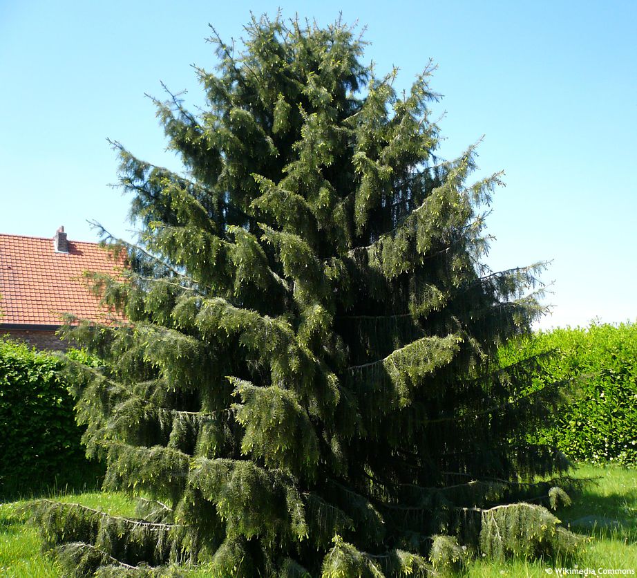 picea breweriana
