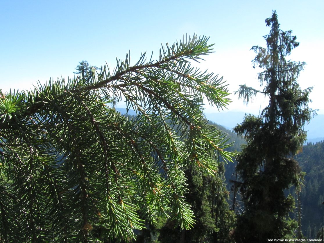picea breweriana