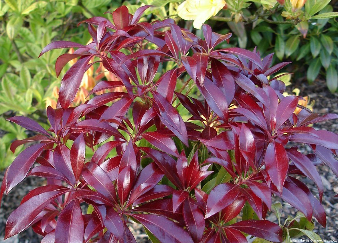 pieris japonica Katsura
