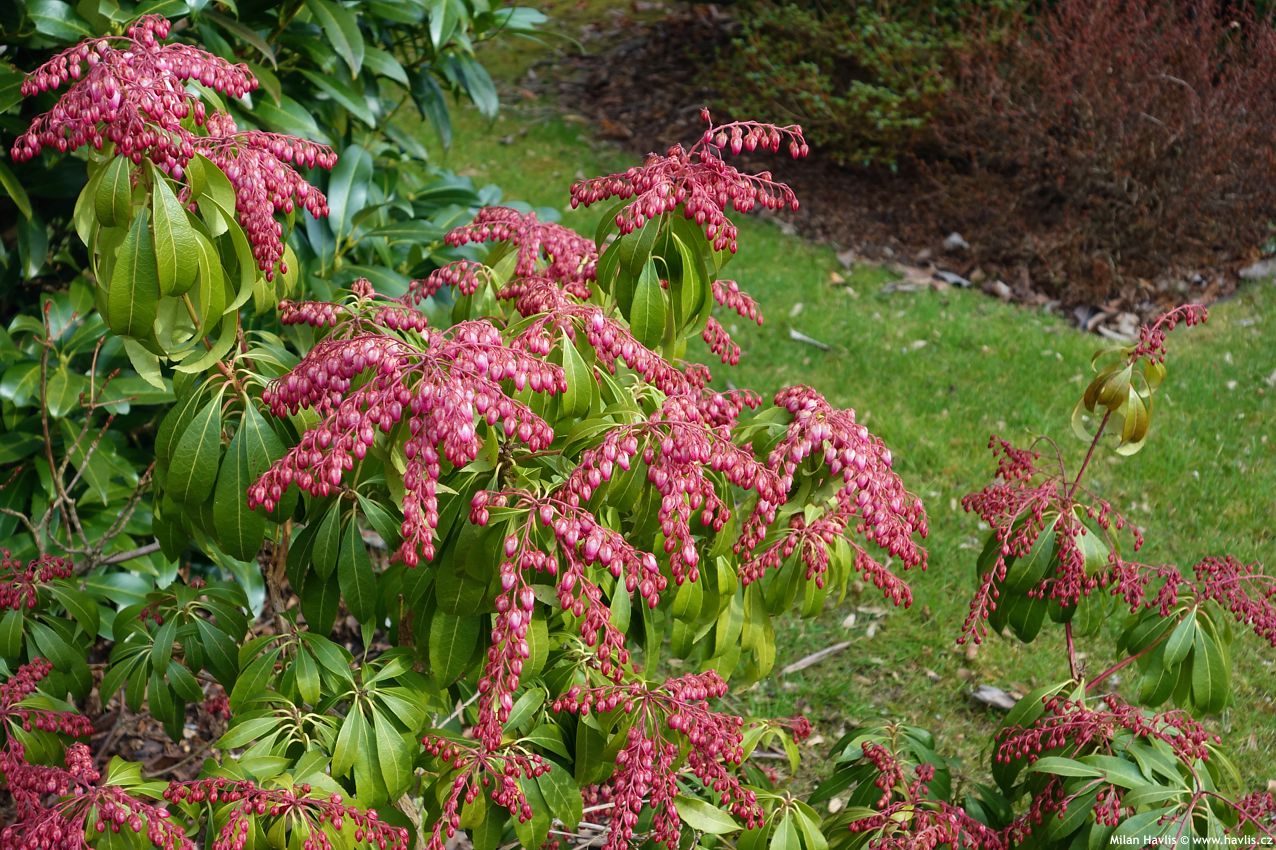 pieris japonica Katsura