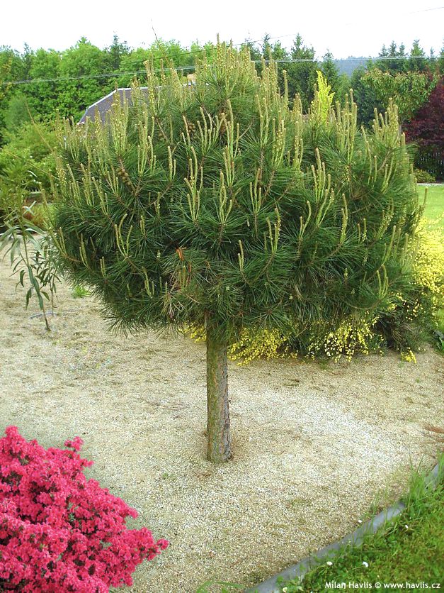 pinus densiflora Alice Verkade