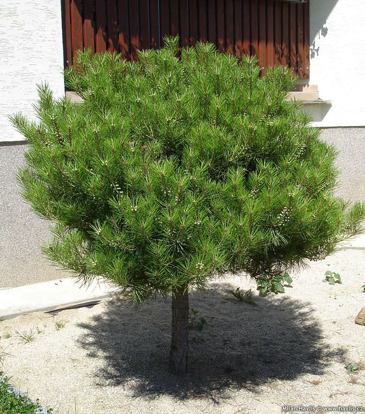 pinus densiflora Alice Verkade