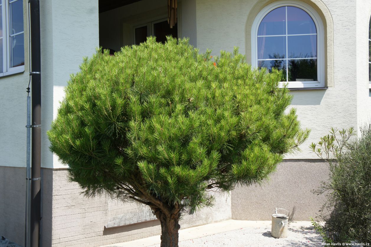 pinus densiflora Alice Verkade