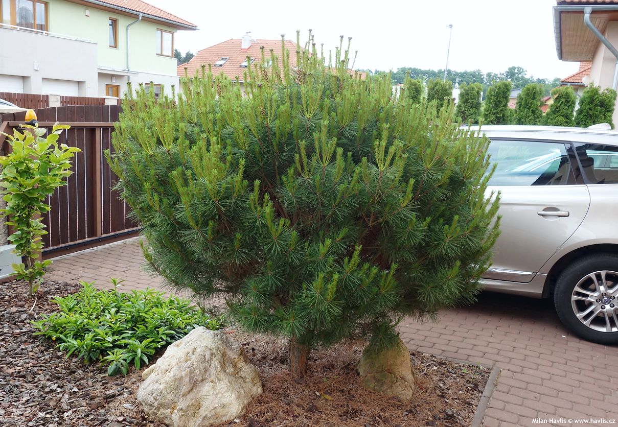 pinus densiflora Alice Verkade