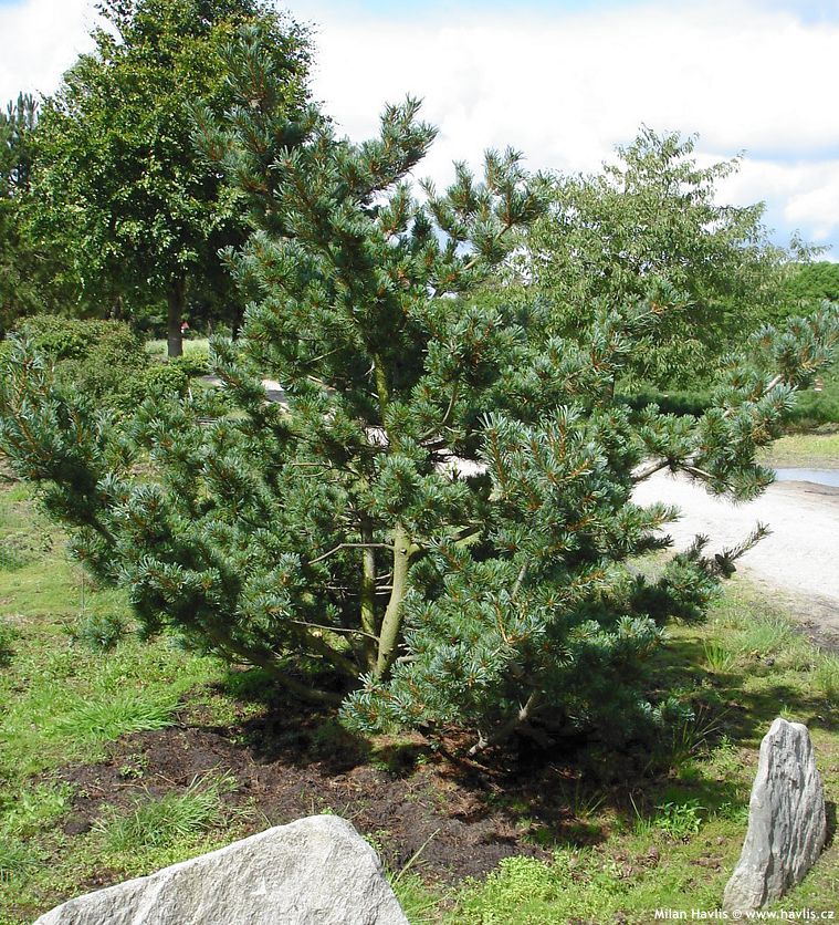 pinus parviflora Glauca
