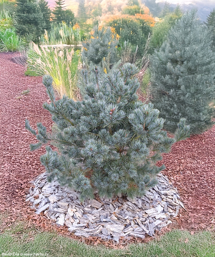 pinus parviflora Negishi