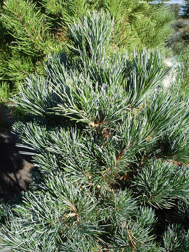 pinus parviflora Negishi