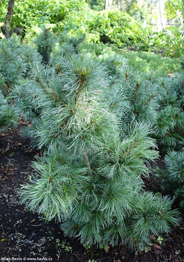 pinus parviflora Schoons Bonsai