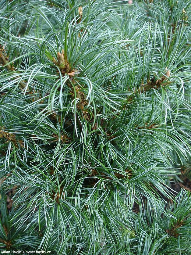 pinus parviflora Schoons Bonsai