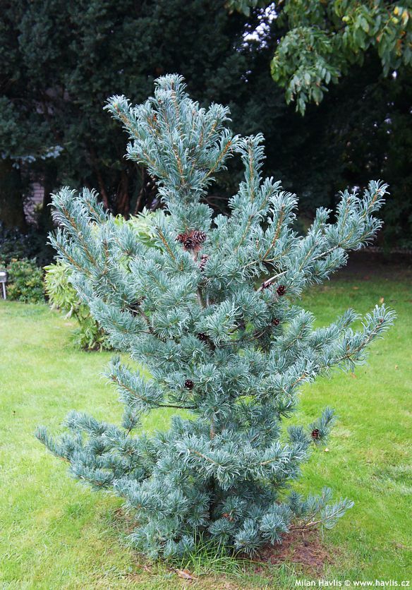 pinus parviflora Schoons Bonsai