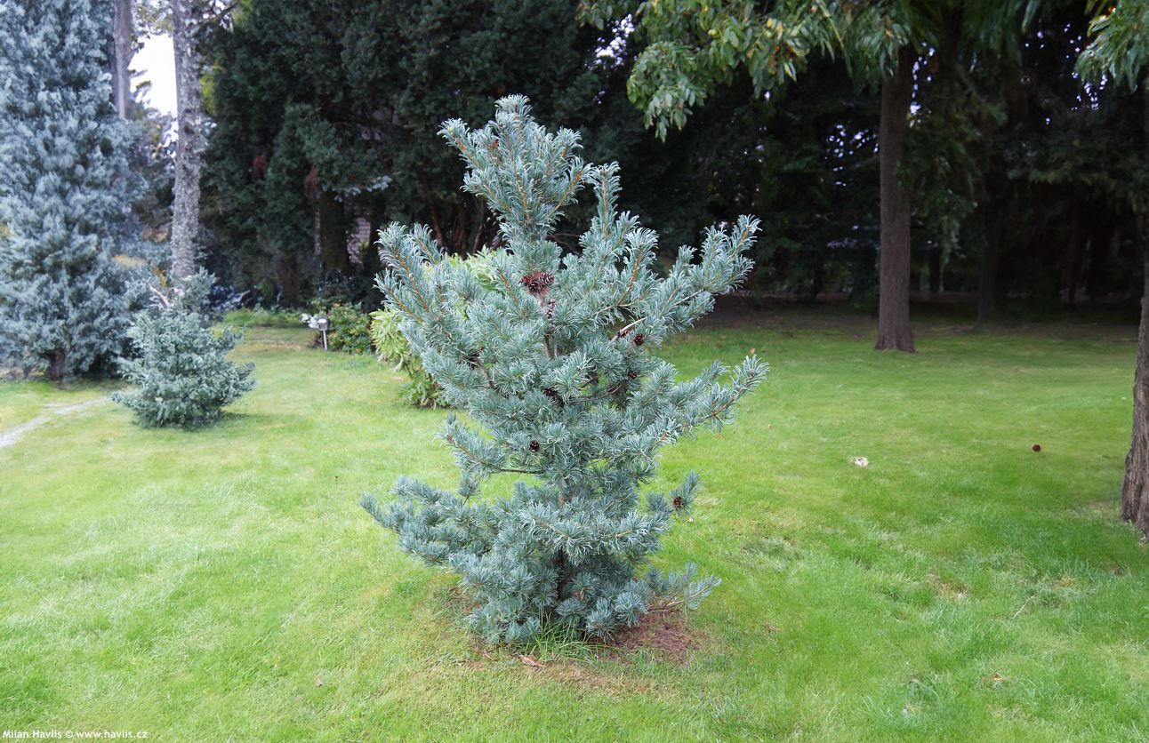 pinus parviflora Schoons Bonsai