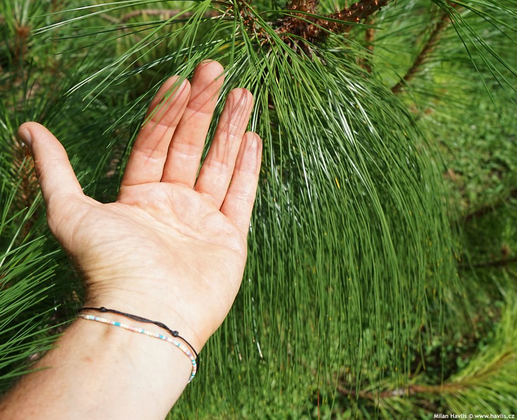 pinus pseudostrobus