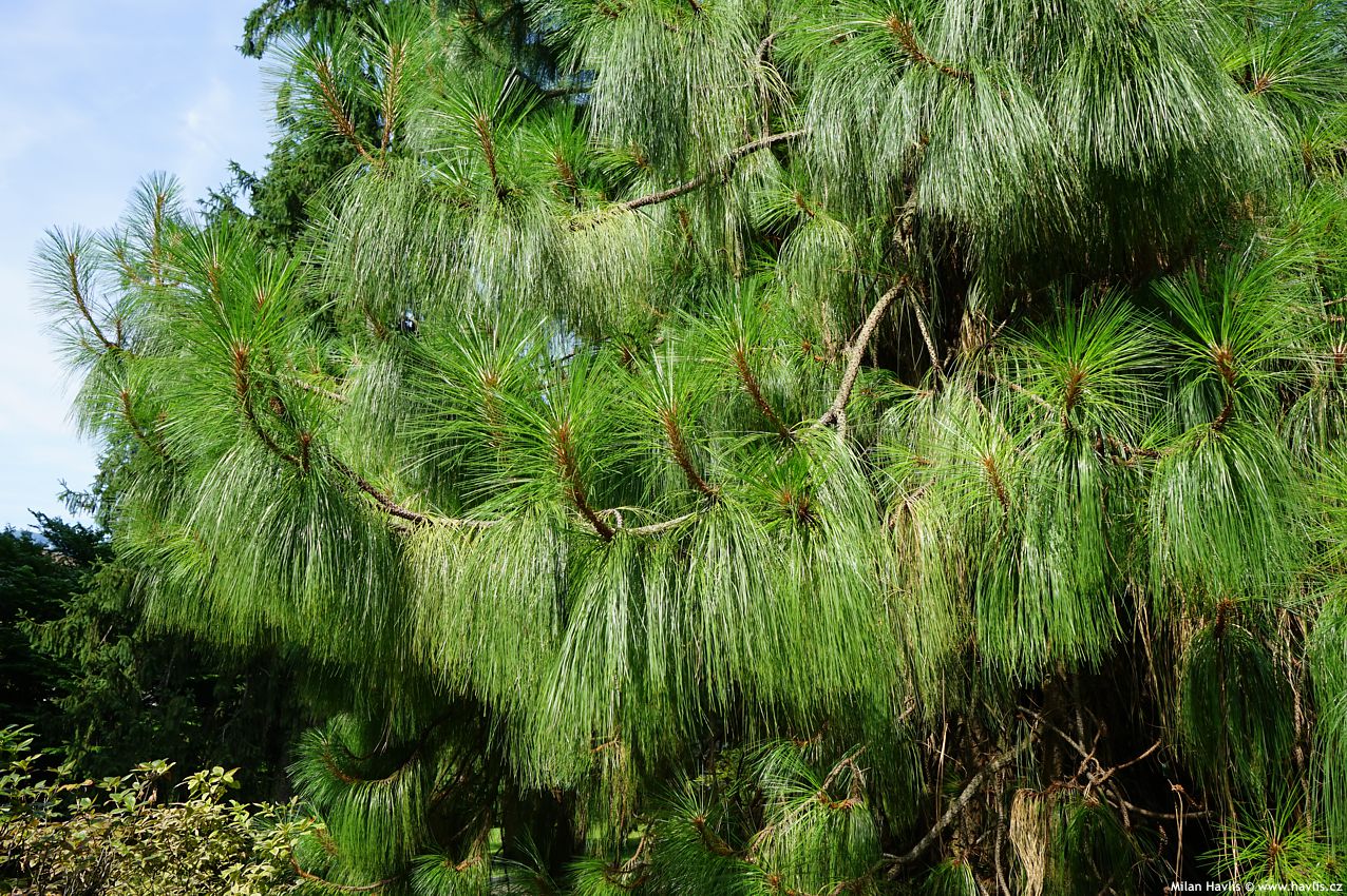 pinus pseudostrobus