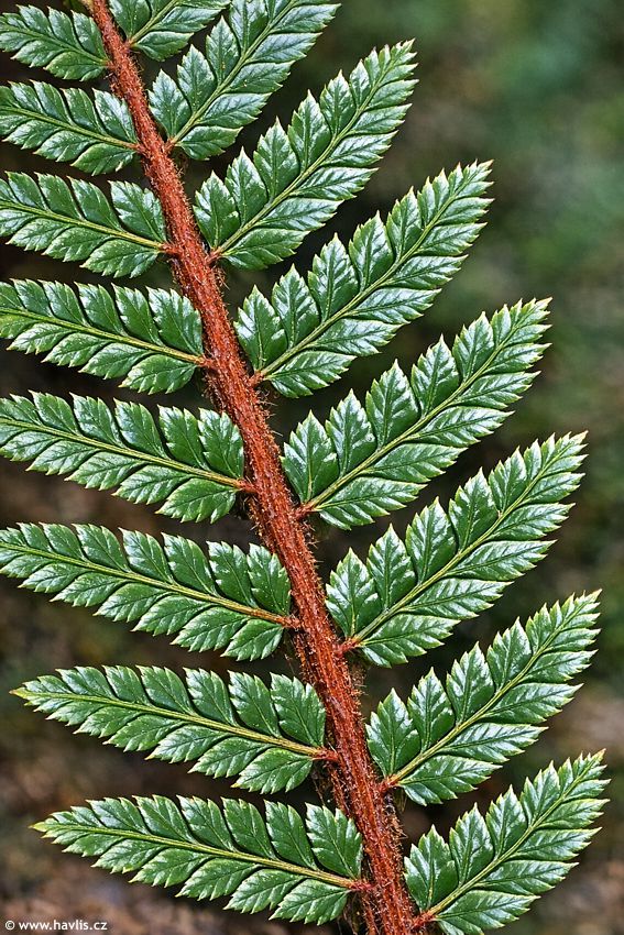 polystichum neolobatum