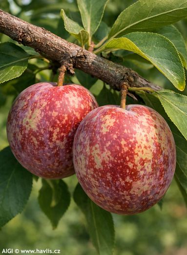 Prunus Pluot® 'DAPPLE DANDY'