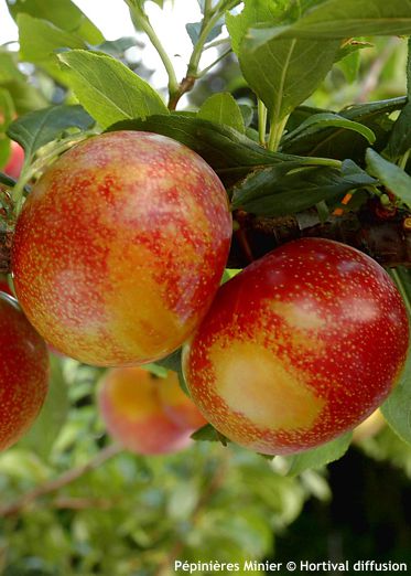 Prunus Pluot® 'FLAVOR CANDY'
