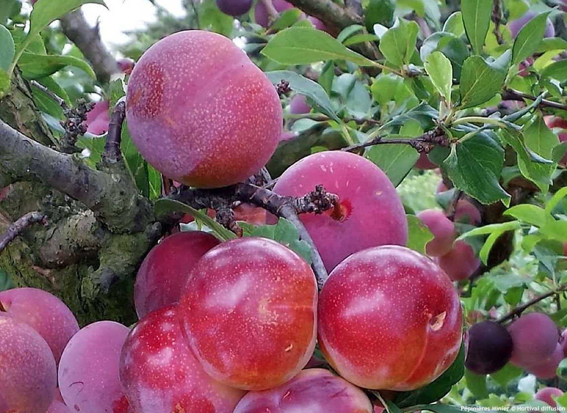 prunus Pluot Pink Candy MIN 1.jpg