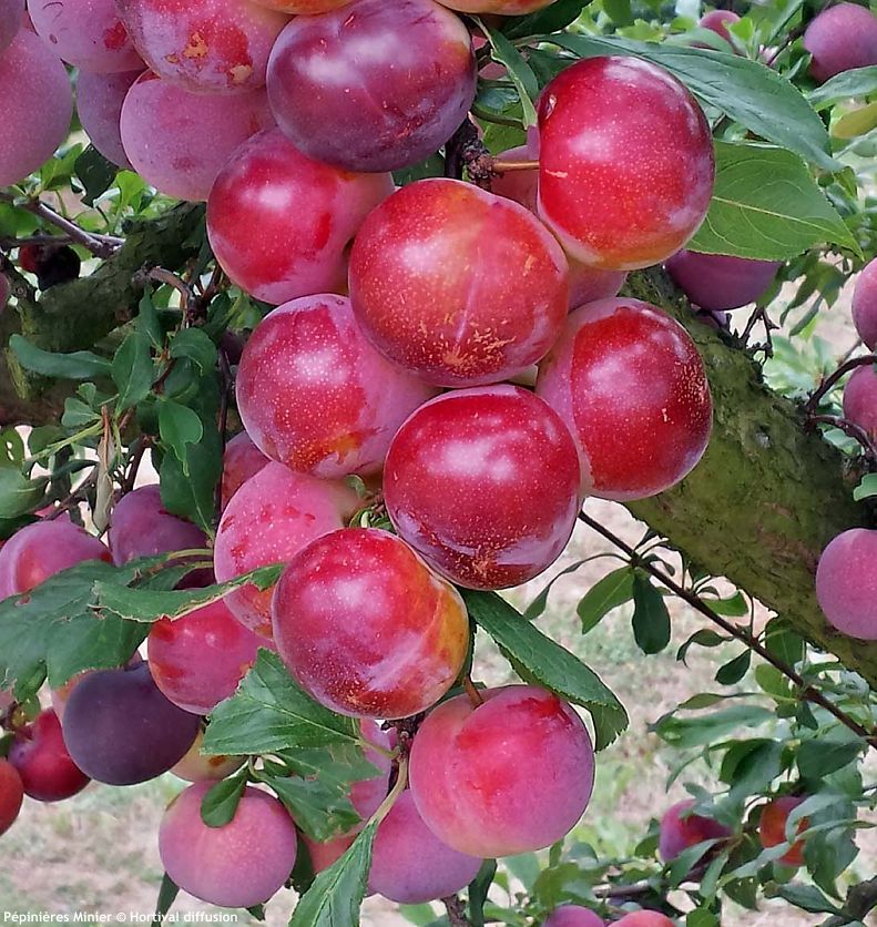 prunus Pluot Pink Candy MIN 2.jpg