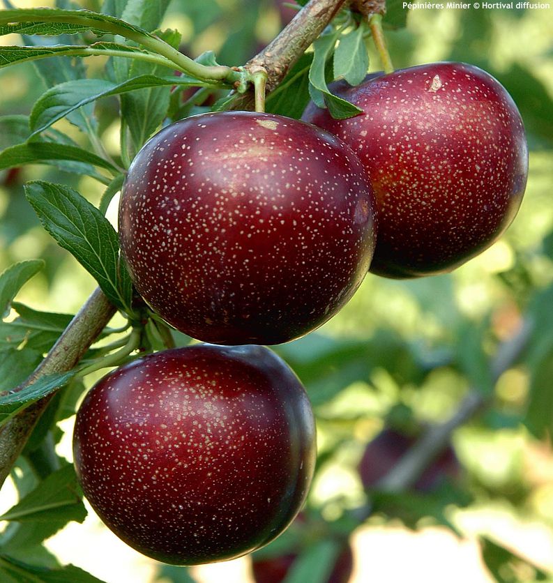 prunus Pluot Purple Candy MIN 1.jpg