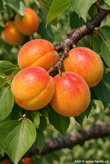 Prunus armeniaca 'MOMBACHER FRÜHE'