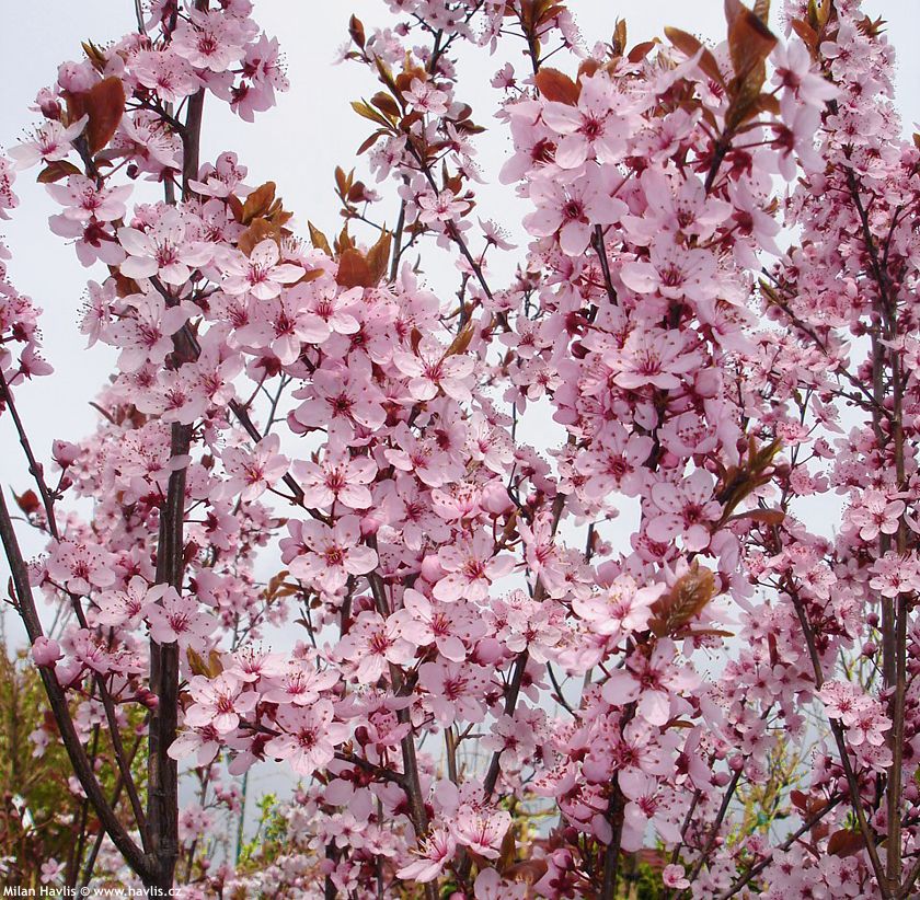 prunus cerasifera Nigra