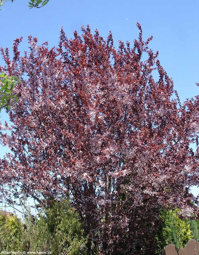 prunus cerasifera Nigra