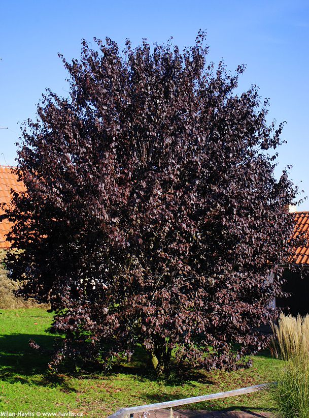 prunus cerasifera Nigra