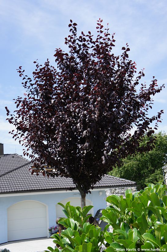 prunus cerasifera Nigra