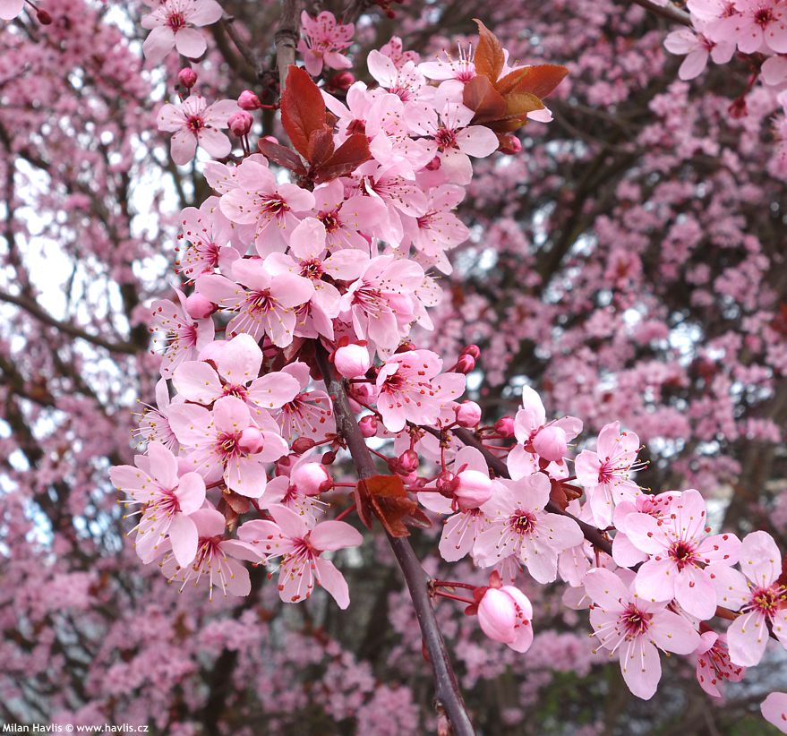 prunus cerasifera Nigra