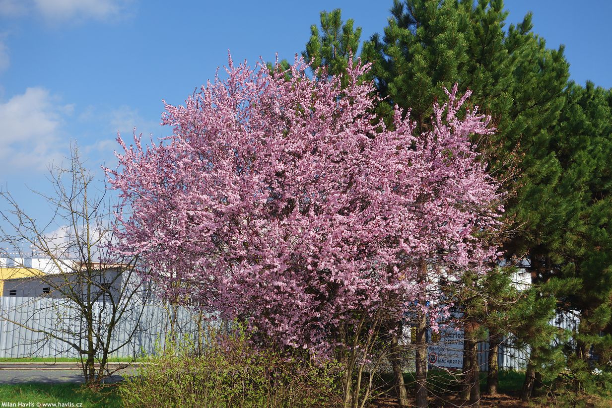 prunus cerasifera Nigra