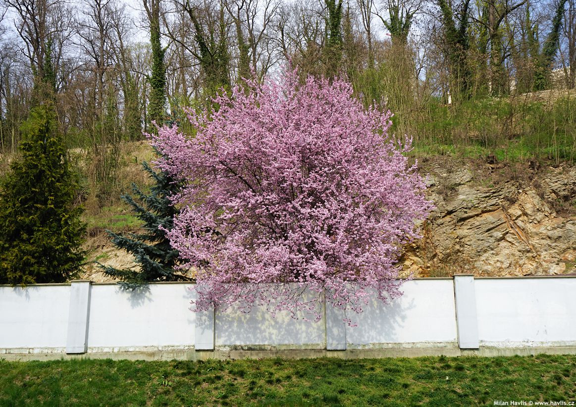 prunus cerasifera Nigra 2019