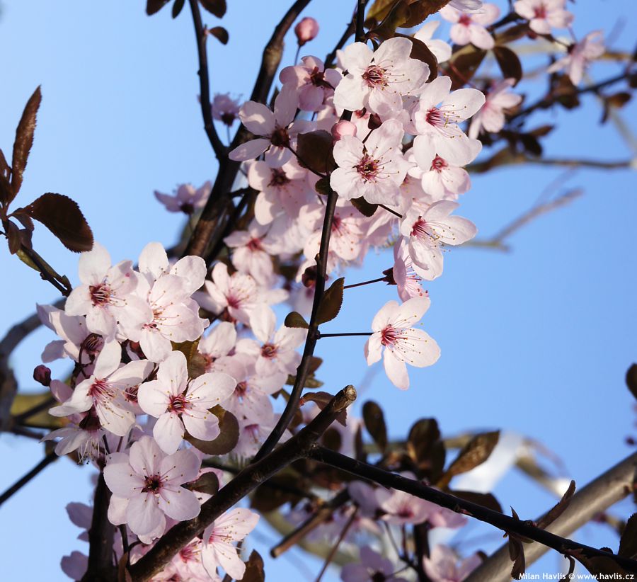 prunus cerasifera Pissardii