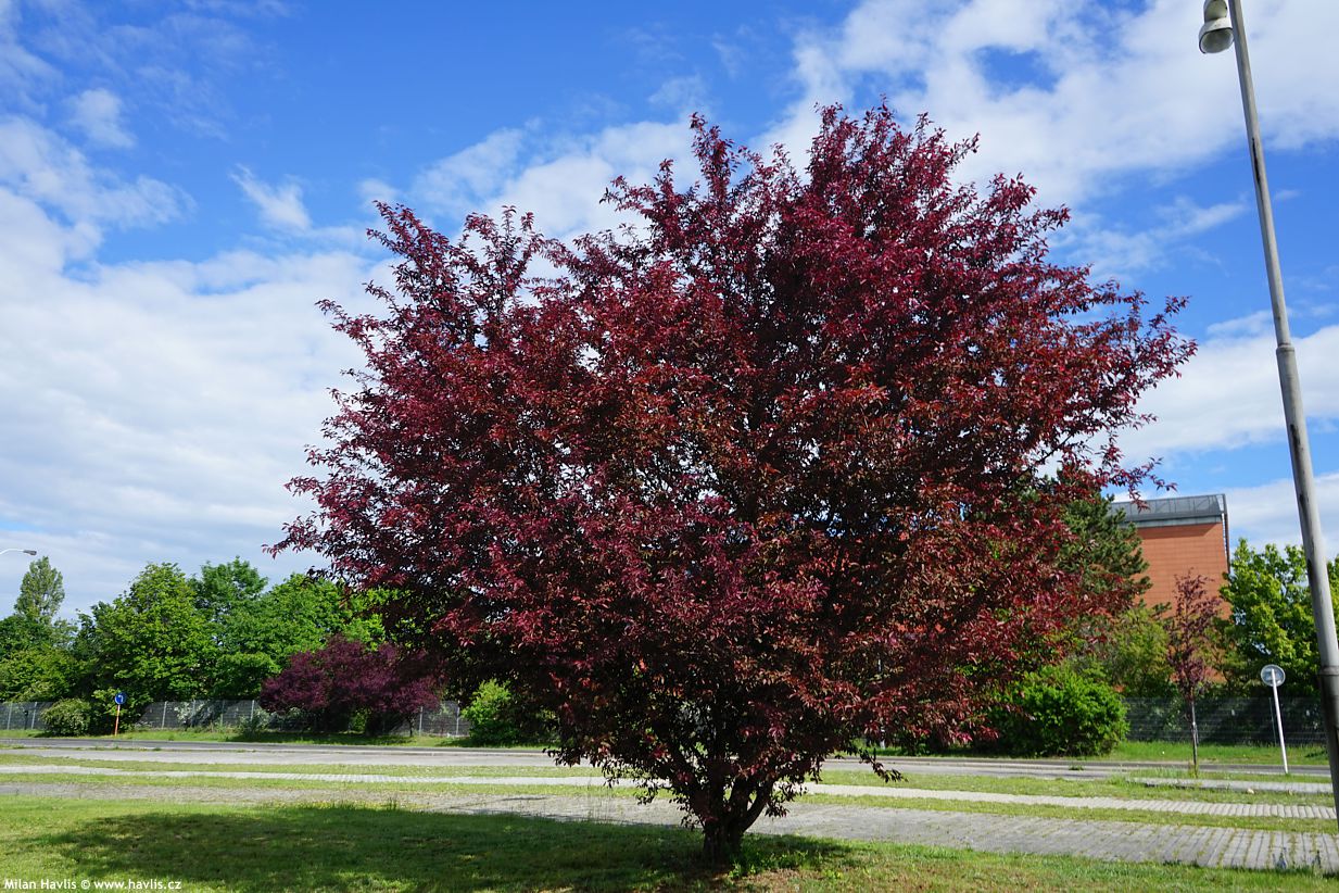 prunus cerasifera Pissardii