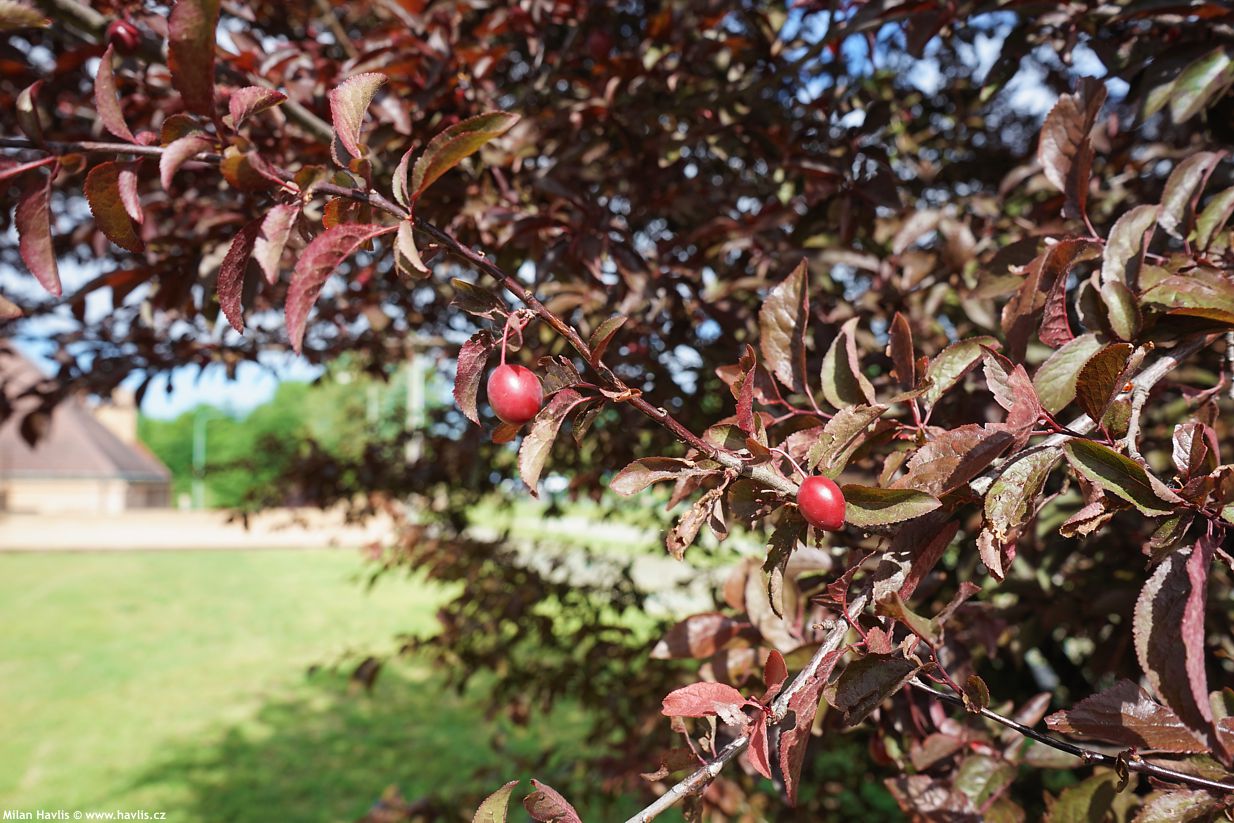 prunus cerasifera Pissardii