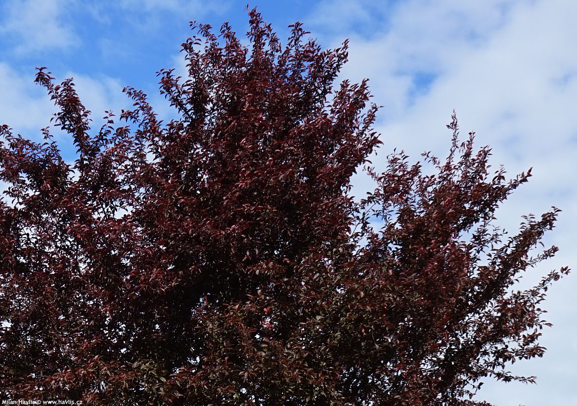 prunus cerasifera Pissardii