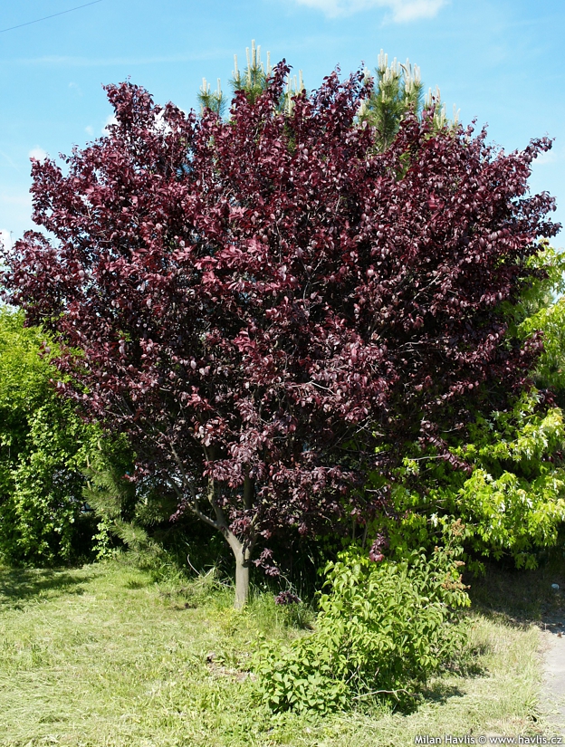 prunus cerasifera Pissardii