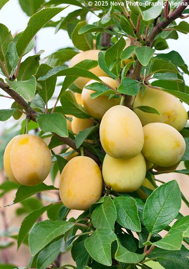 Prunus domestica 'Courod' GOLDUST®
