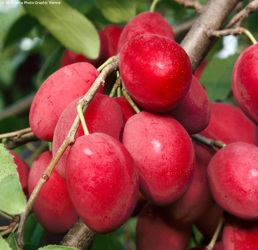 prunus domestica Mirabelle Ruby