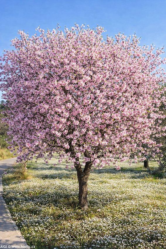 prunus dulcis Robijn 2026 AIGI 5.jpg