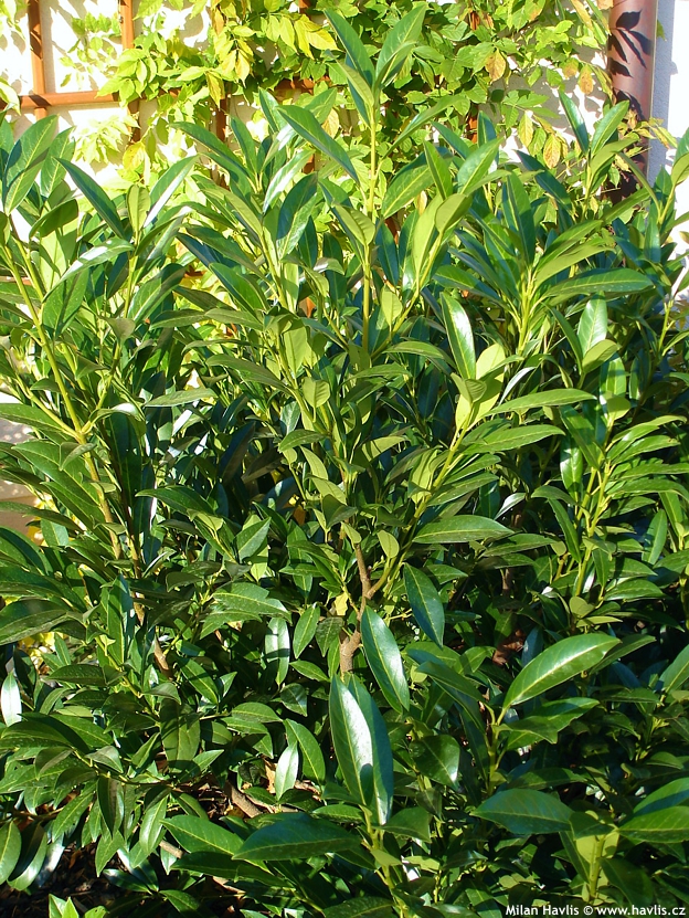 prunus laurocerasus Caucasica