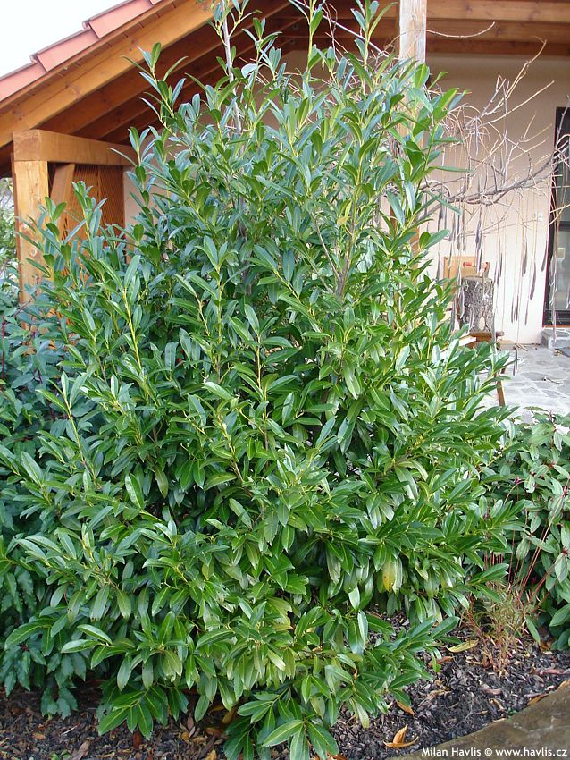 prunus laurocerasus Caucasica